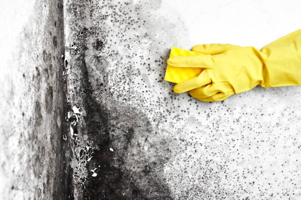 Best Commercial Mold Removal  in Flemington, GA