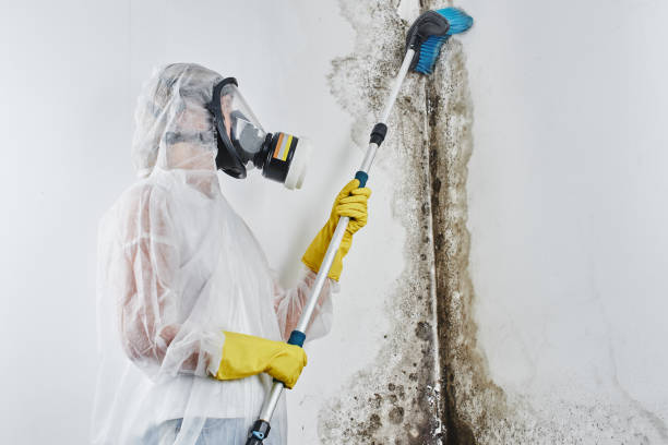Best Mold Cleaning Services  in Flemington, GA