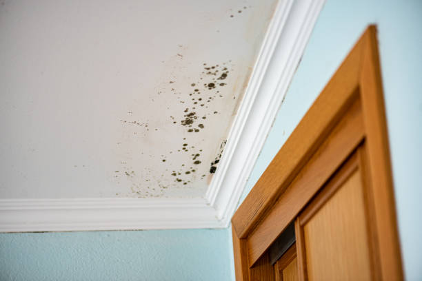 Best Mold Testing  in Flemington, GA
