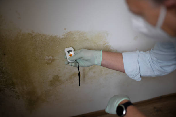 Best Mold Removal Process  in Flemington, GA