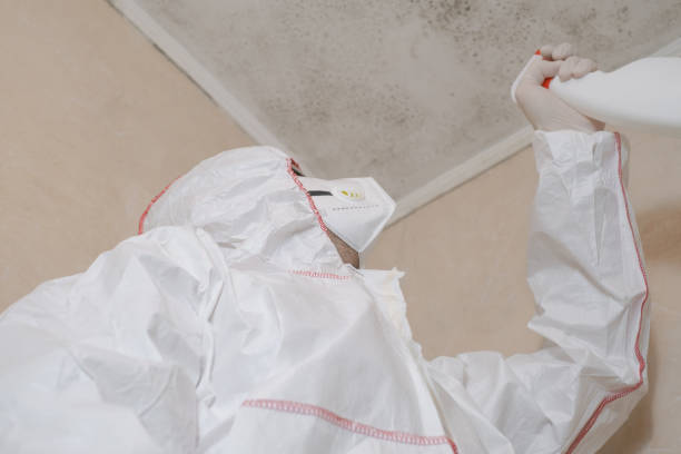 Best Mold Removal Company Near Me  in Flemington, GA