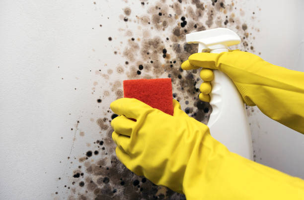 Professional Mold Removal in Flemington, GA
