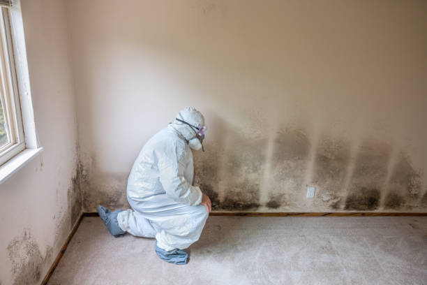 Attic Mold Removal in Flemington, GA