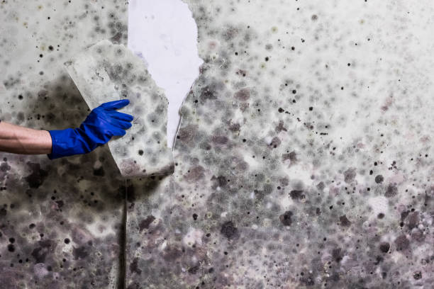 Best Local Mold Removal Service  in Flemington, GA